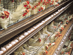 Poultry Farm