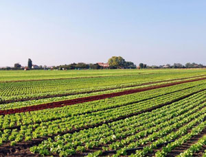 Agriculture