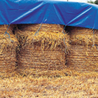 Grass Land Cover